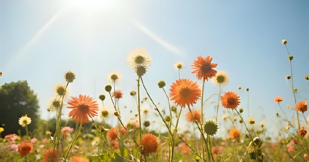 オレンジの花